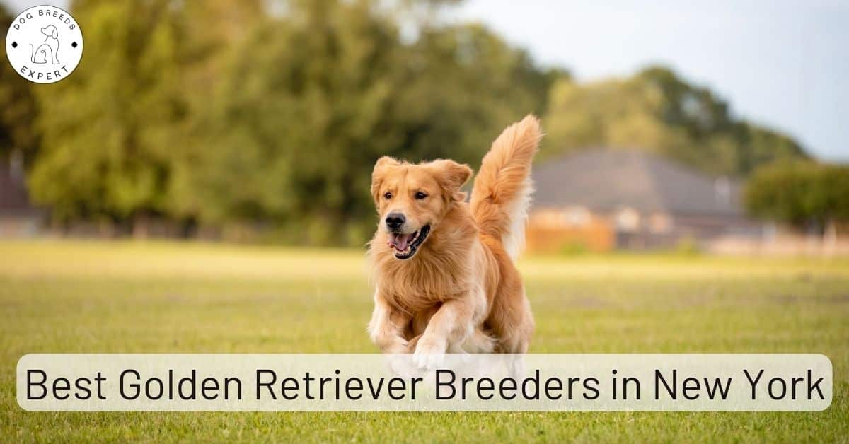 Golden Retriever Breeders in New York [2024] List of 10 Local Breeders