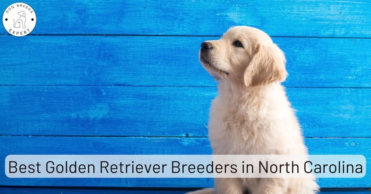 Golden Retriever Breeders in North Carolina [2024] List of 7 Local
