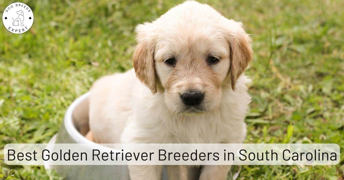 Golden Retriever Breeders in South Carolina [2024] List of 10 Local
