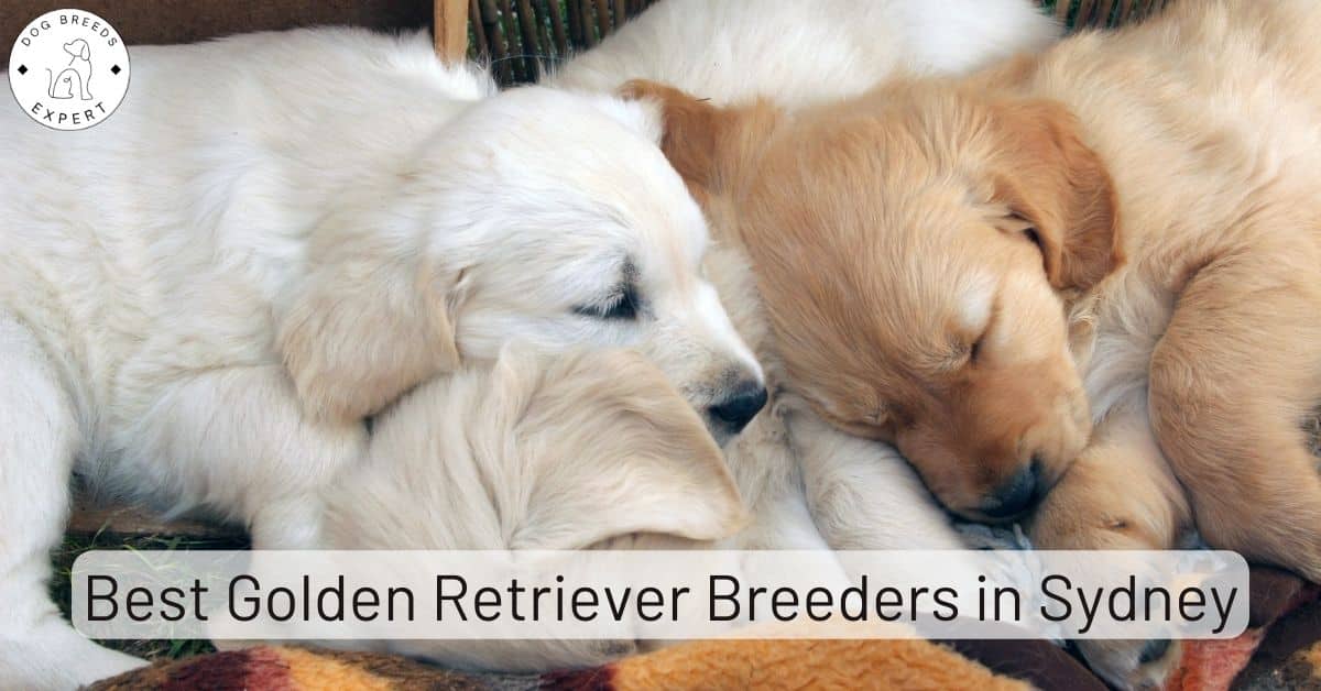 Golden Retriever Breeders in Sydney [2024] List of 5 Local Breeders