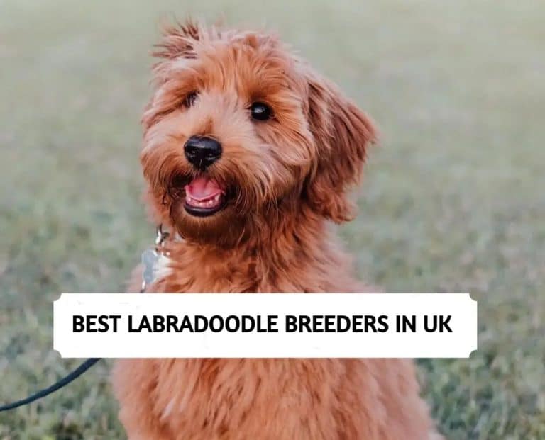 Best Labradoodle Breeders in UK (2024) Top 11 Picks