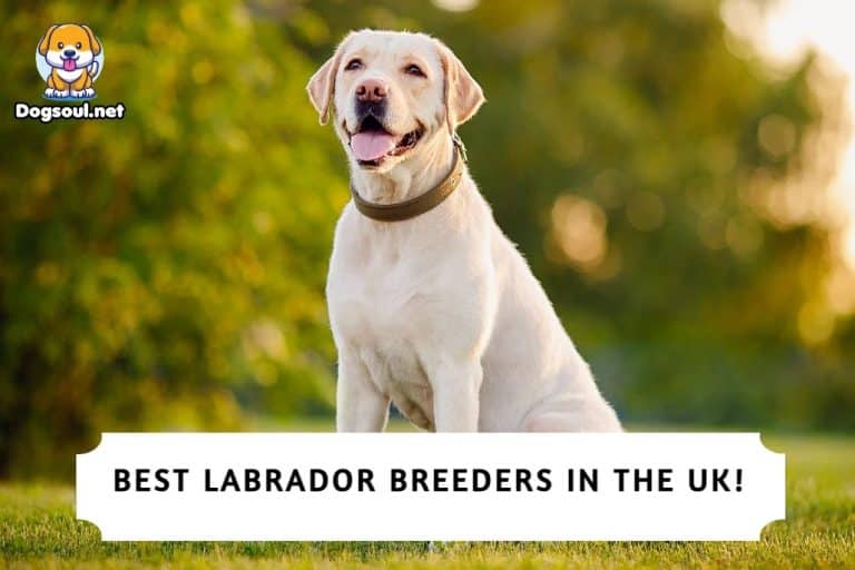 The 8 Best Labrador Breeders in the UK (2025)