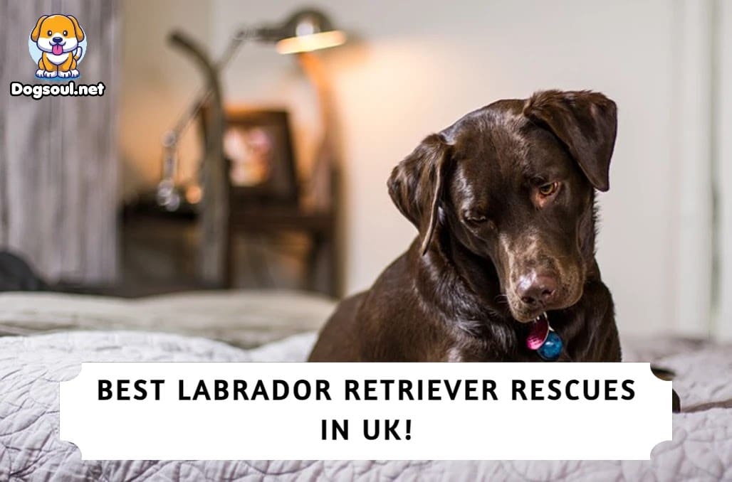 Best Labrador Retriever Rescues in UK (2023)