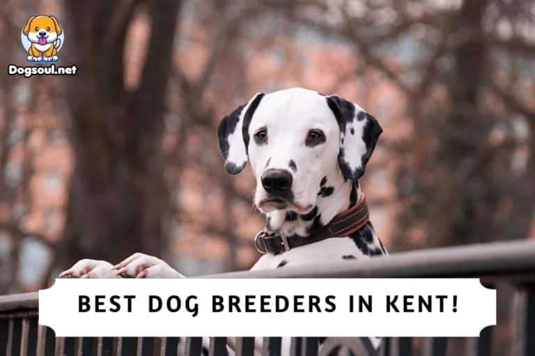 The 5 Best Dog Breeders in Kent (2023)