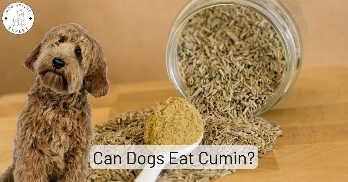 Can Dogs Eat Cumin? And Do They Benefit From It?