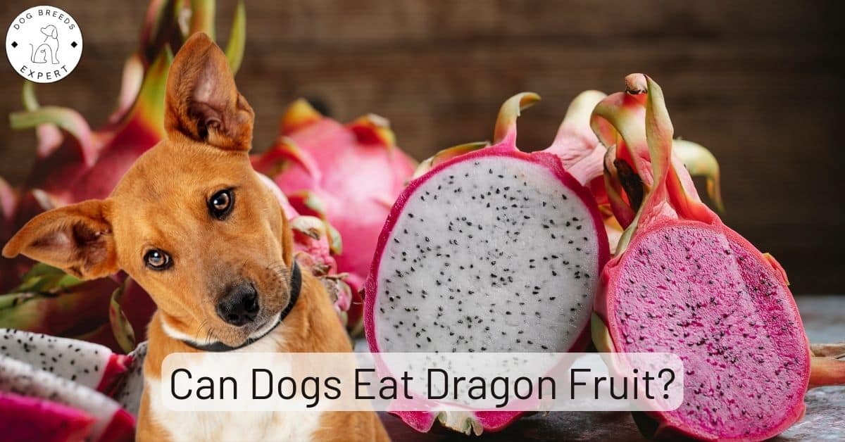 Can Dogs Eat Dragon Fruit?