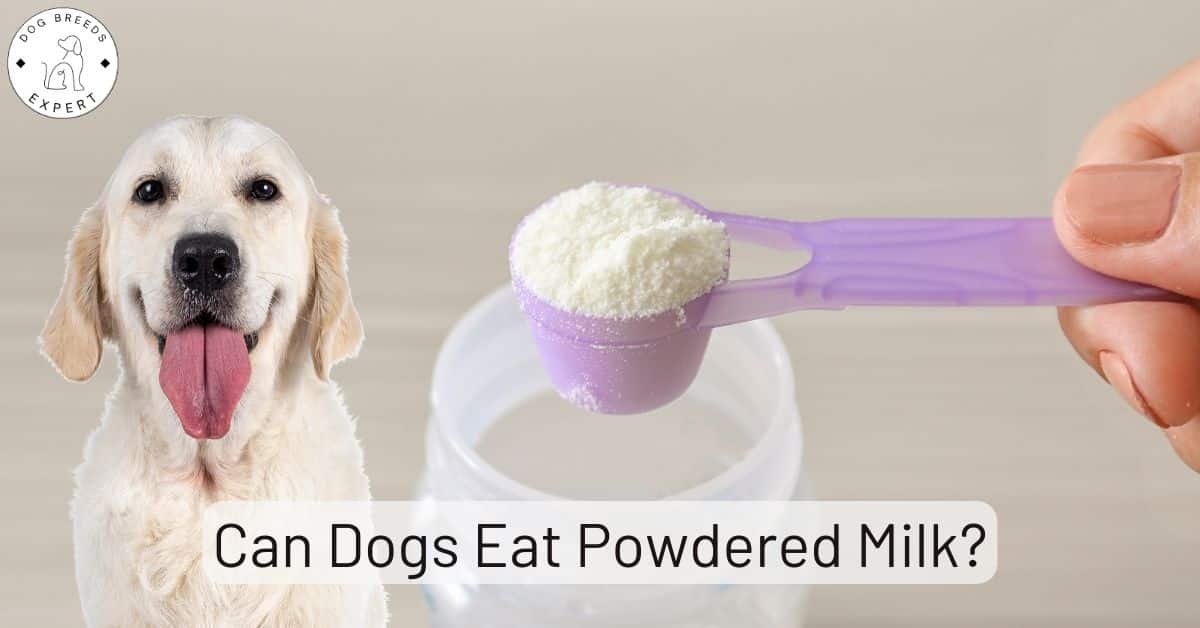 Can Dogs Have Powdered Milk? Let's Discuss Pros and Cons