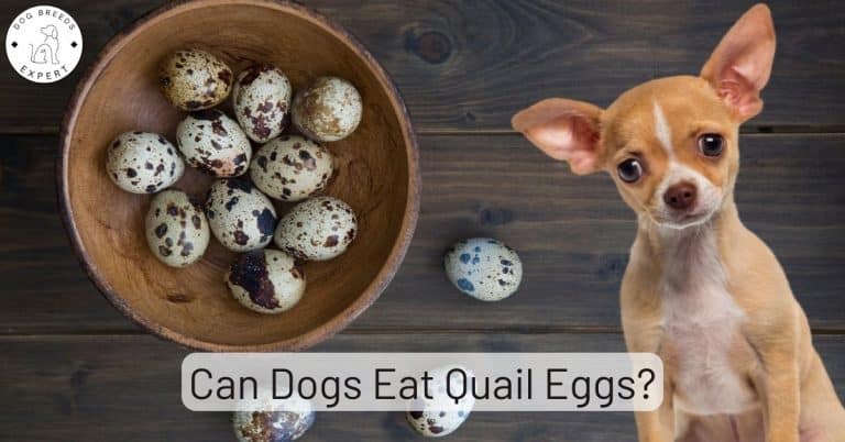Can Dogs Eat Quail Eggs? Learn the facts