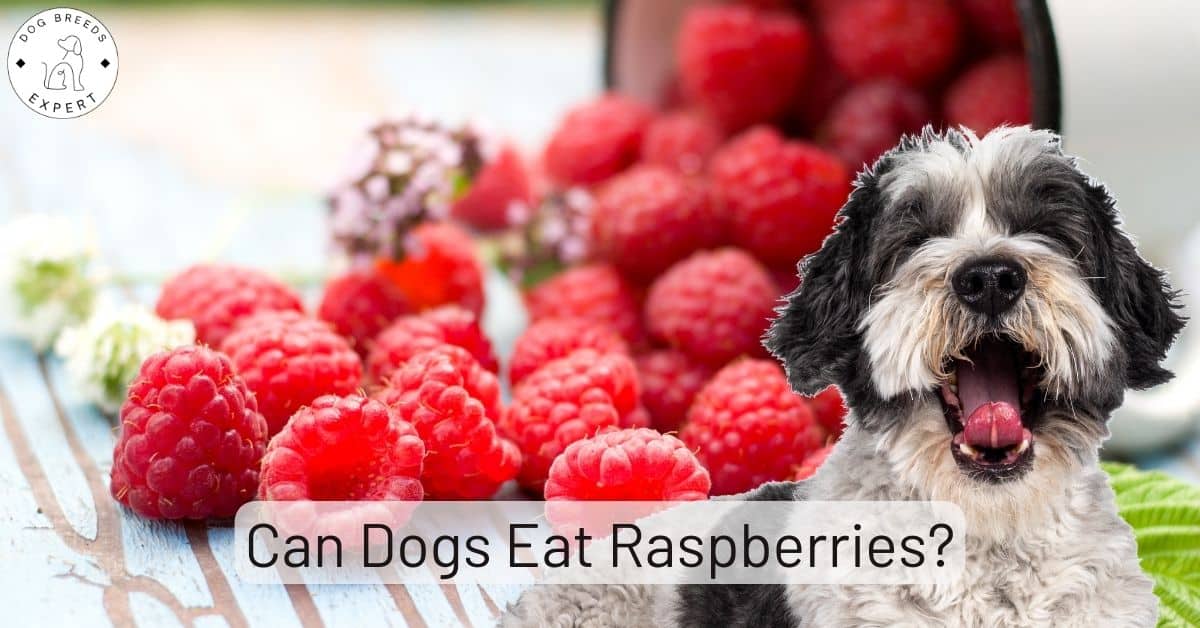 Can Dogs Eat Raspberries? Read on