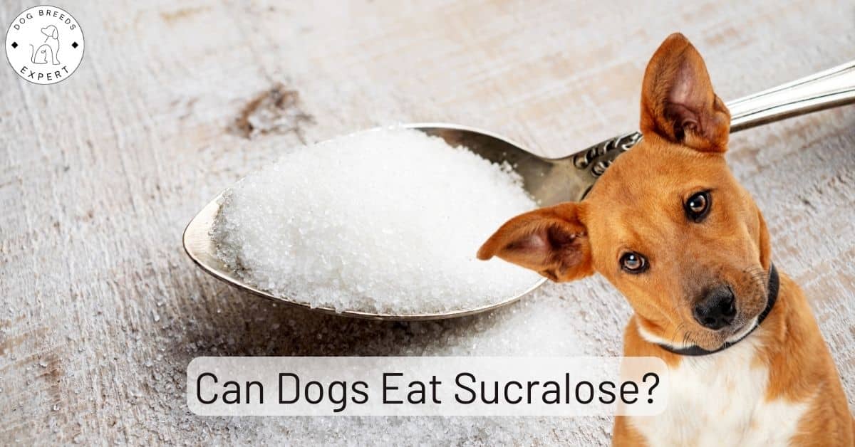 Can Dogs Eat A Little Salt