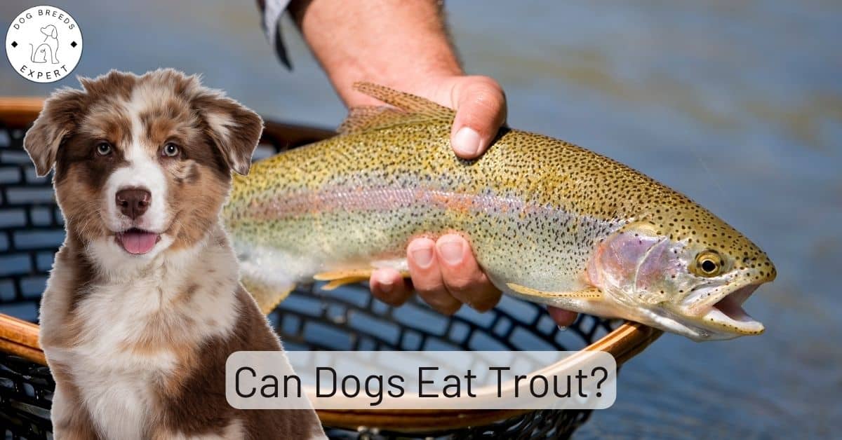 Can Dogs Eat Trout Eating Raw Trout Can Kill Your Dog can-dogs-eat-trout-eating-raw-trout-can-kill-your-dog