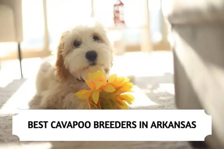 5 Best Cavapoo Breeders in Arkansas (2024)