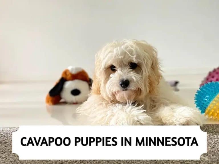 Cavapoo Puppies in Minnesota (MN) – Top 5 Breeders (2024)