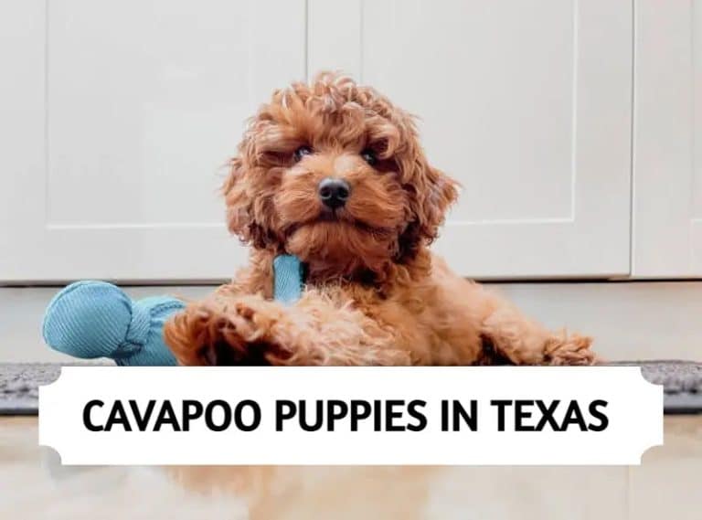 Cavapoo Puppies in Texas Top 5 Breeders (2024)