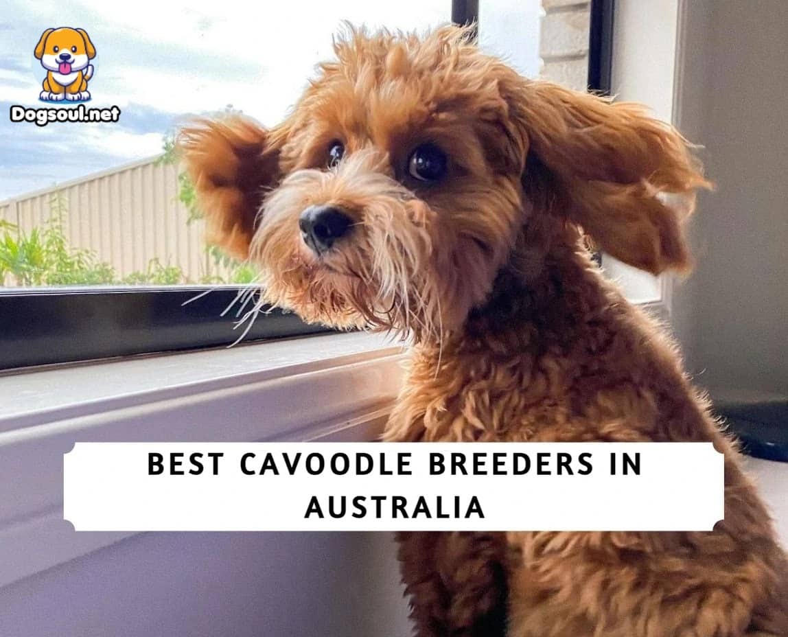 The 8 Best Cavoodle Breeders in Australia (2023)