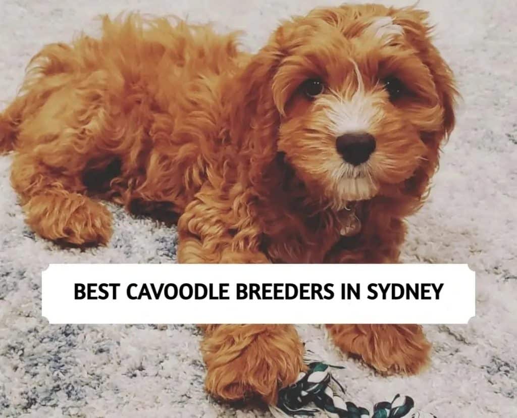Cavoodle Breeders in Sydney