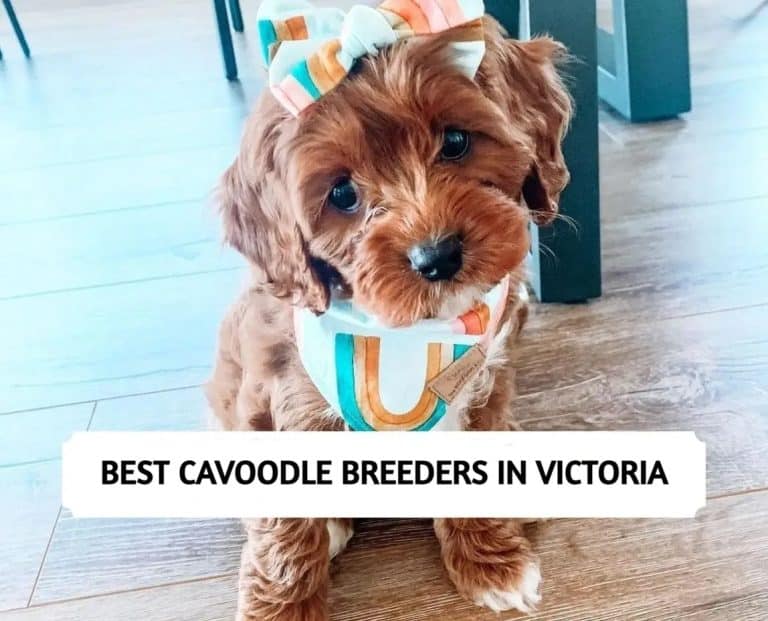 Best Cavoodle Breeders in Victoria (2024) Top 7 Picks