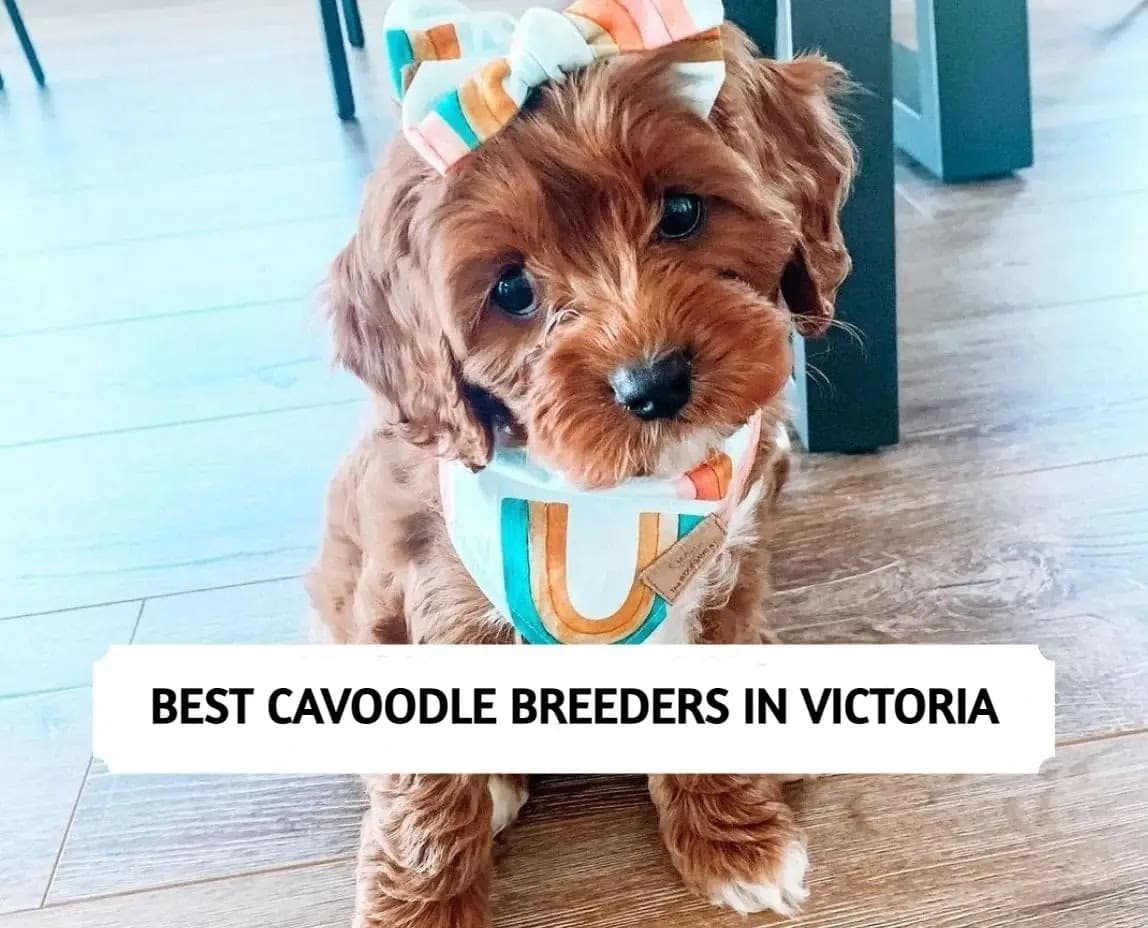 Best Cavoodle Breeders in Victoria (2024) Top 7 Picks