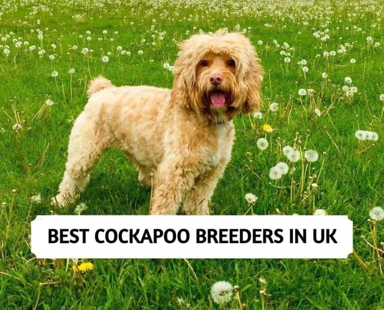 The 13 Best Cockapoo Breeders in UK (2023)