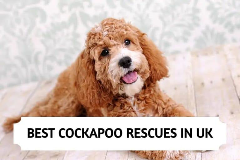 Best Cockapoo Rescues in UK (2024)