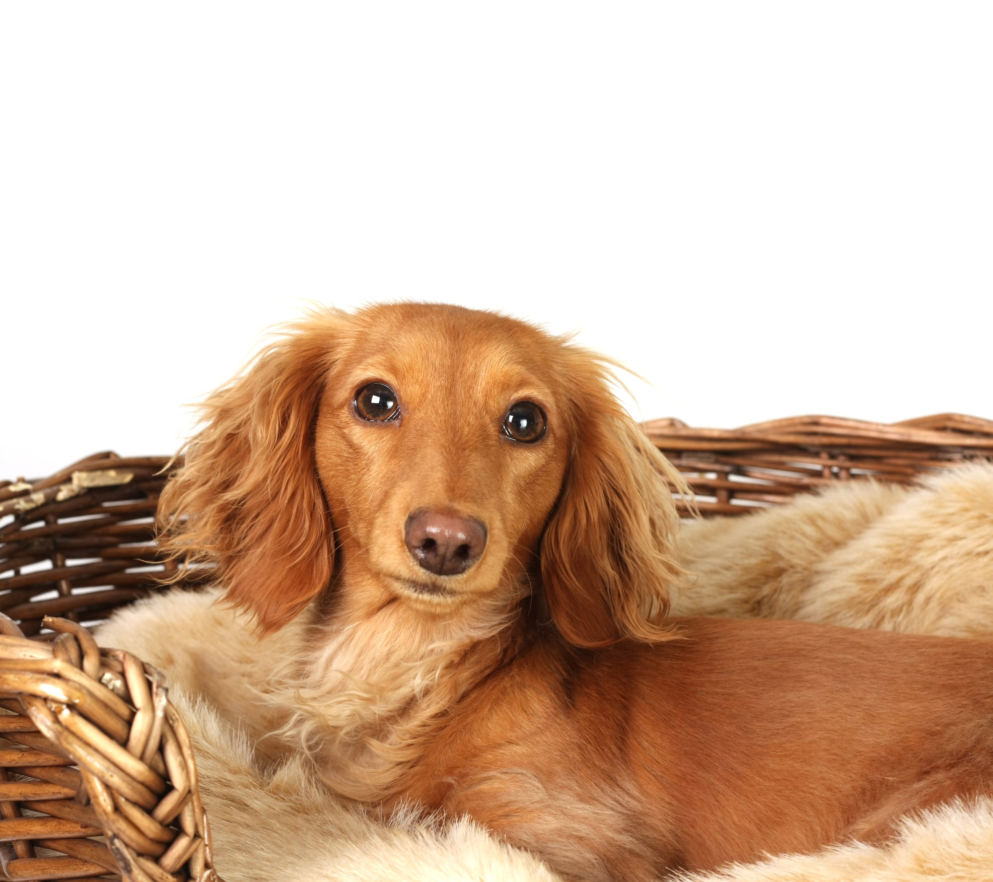 Best Dachshund Breeders in Ohio [2024] List of 10 Local Breeders
