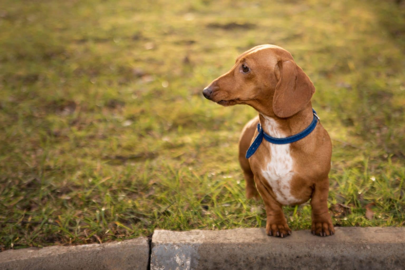 Best Dachshund Breeders in Ontario [2024] List of 5 Local Breeders