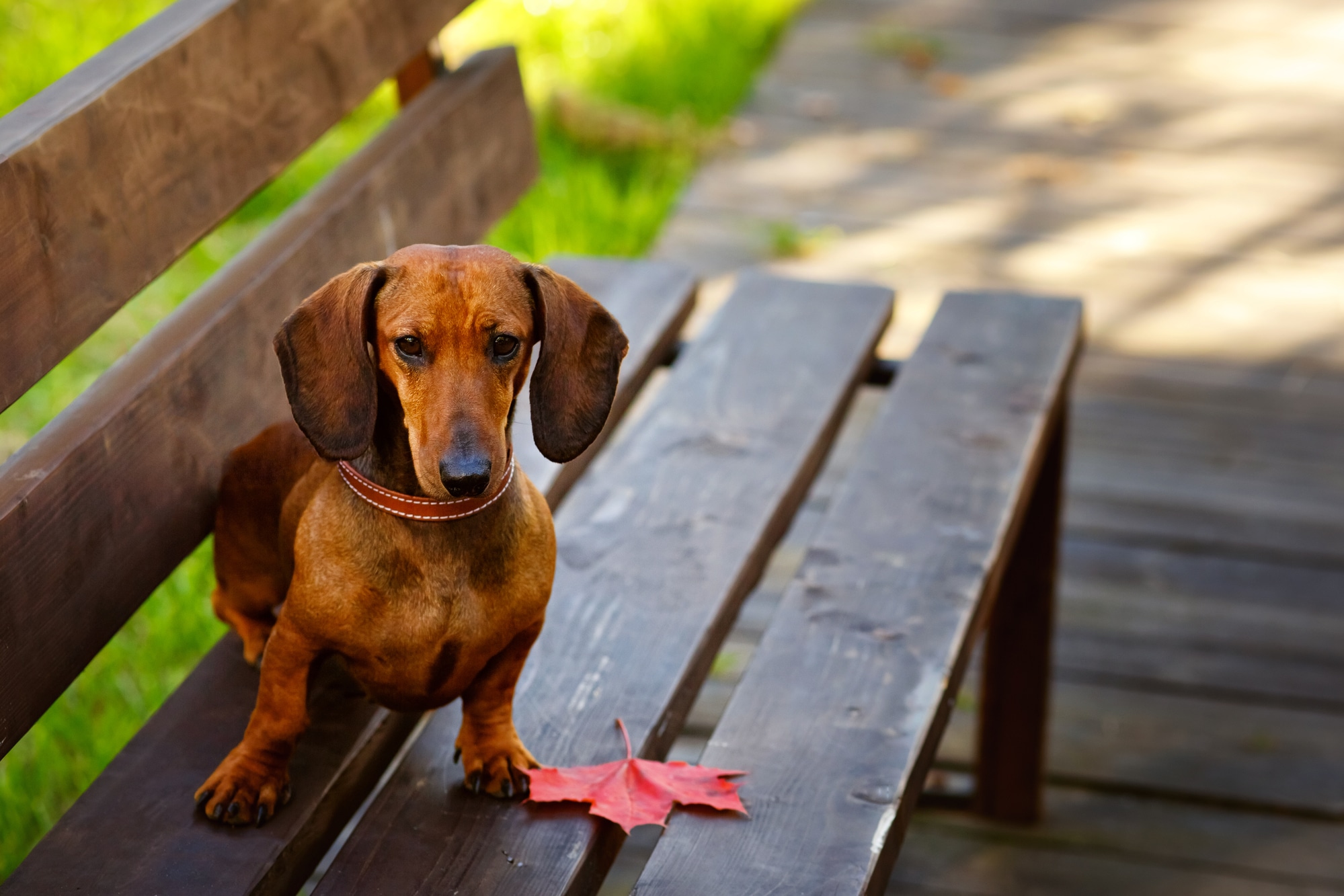 Best Dachshund Breeders in British Columbia [2024] List of 5 Local