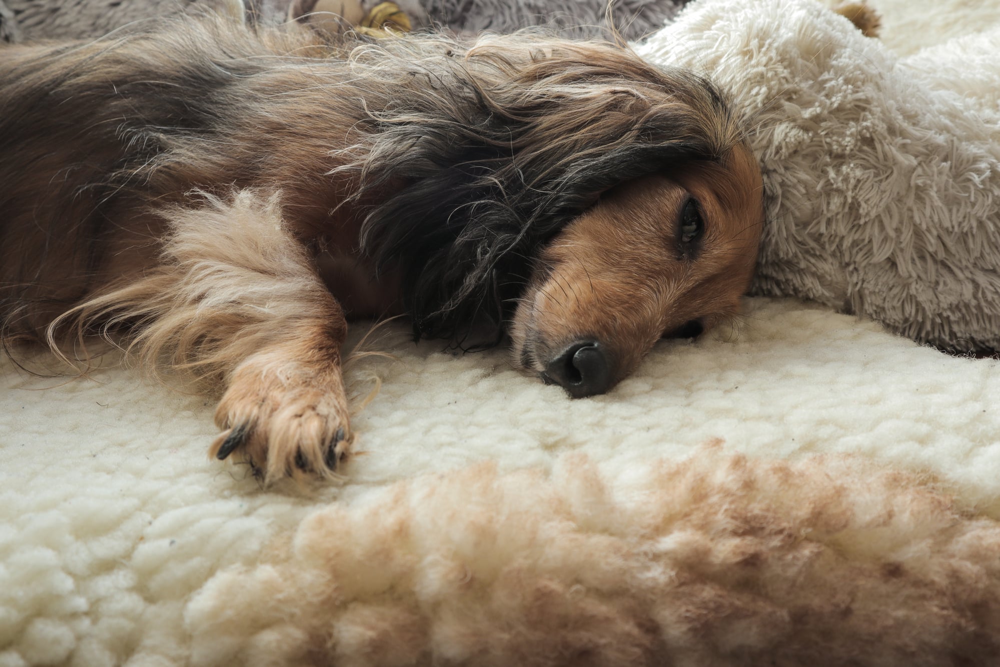 Best Dachshund Breeders in Nova Scotia Top 2 Picks