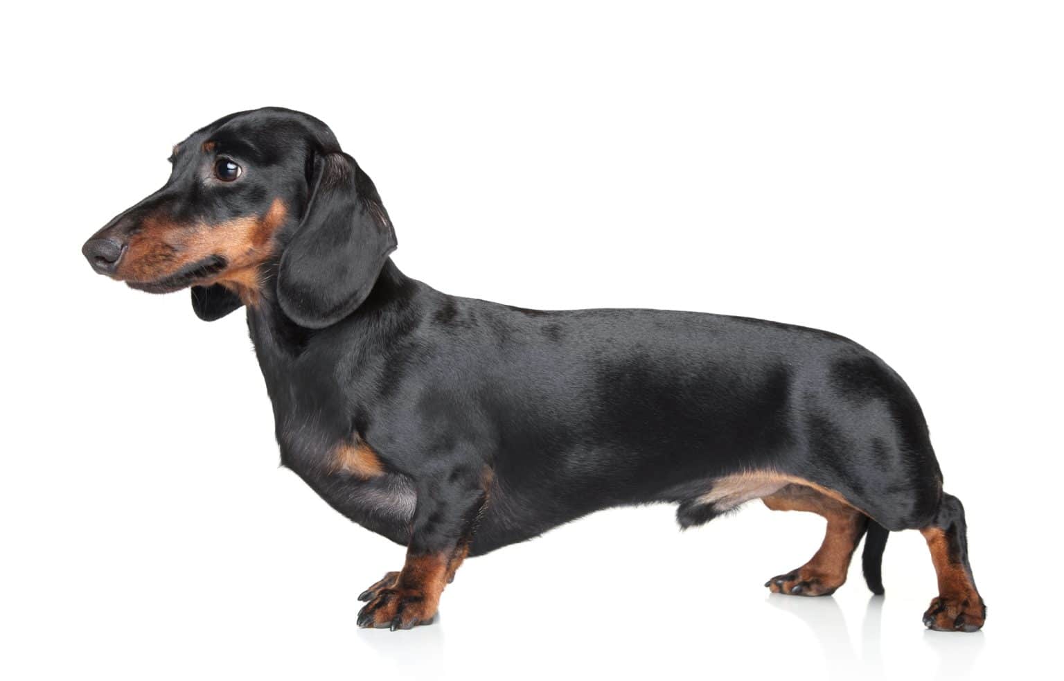 Best Dachshund Breeders in Michigan [2024] List of 10 Local Breeders