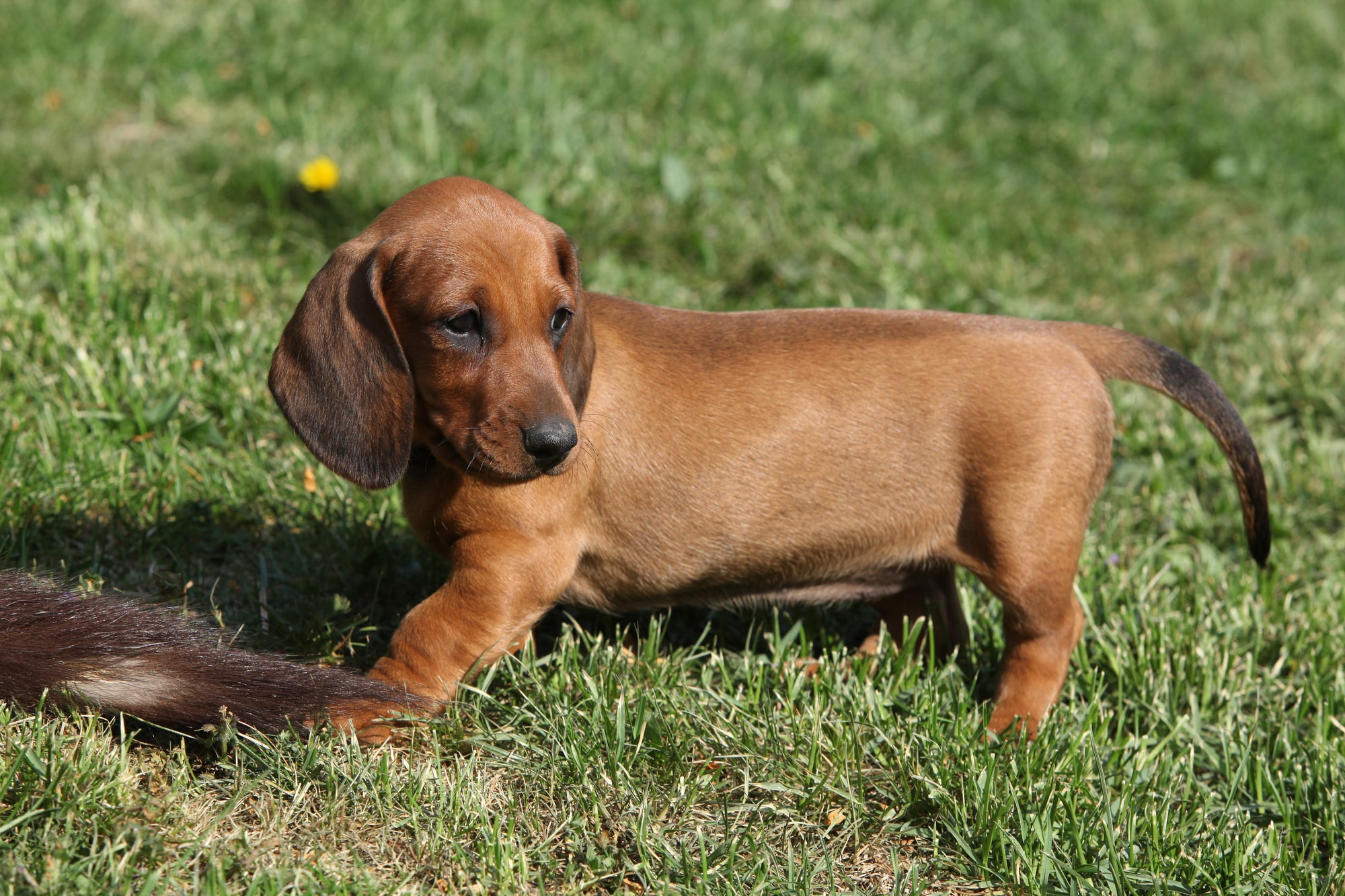 Best Dachshund Breeders in Florida [2024] List of 7 Local Breeders