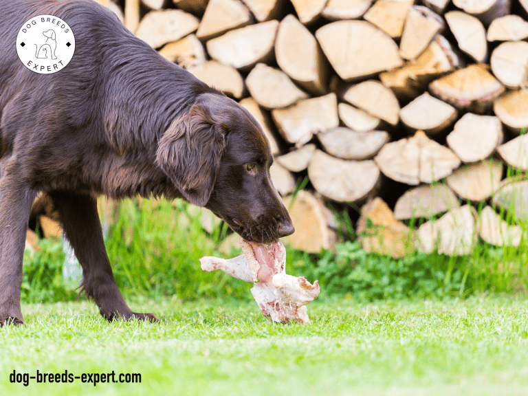 Can Dogs Eat Chicken Necks? Learn How and Why