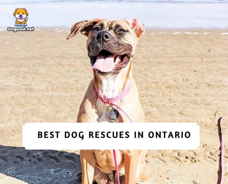 Best Dog Rescues in Ontario (2024) Top 9 Picks