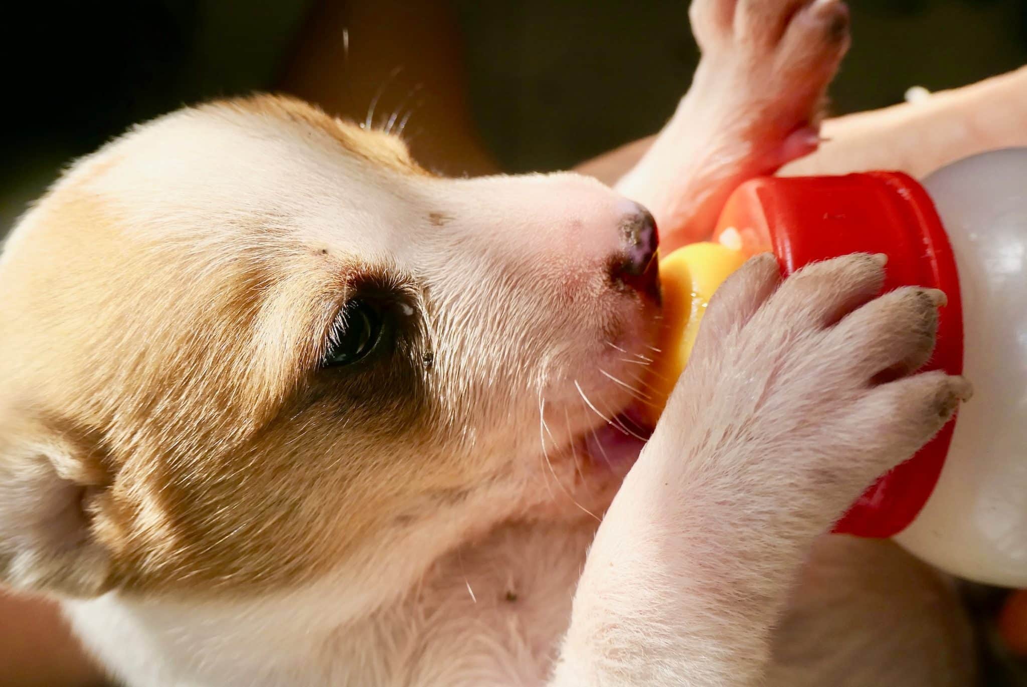 Can Dogs Eat Kefir? Is It Good For Them?