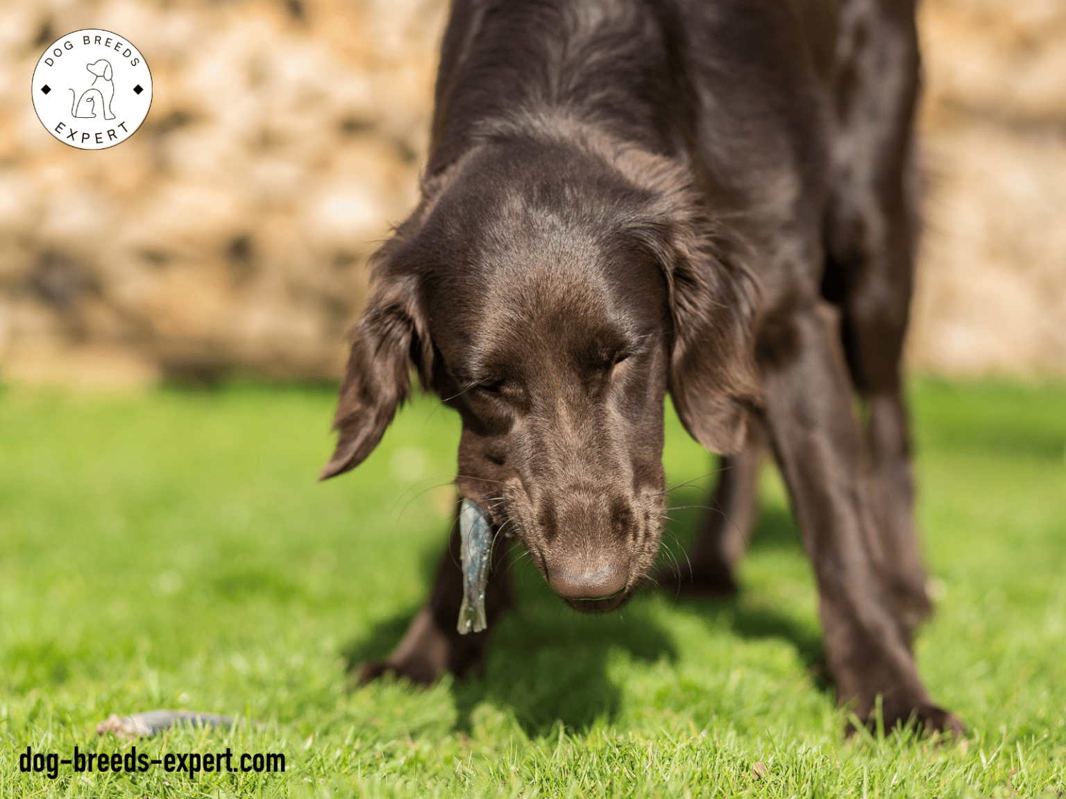 Can Dogs Eat Trout? Eating Raw Trout Can Kill Your Dog
