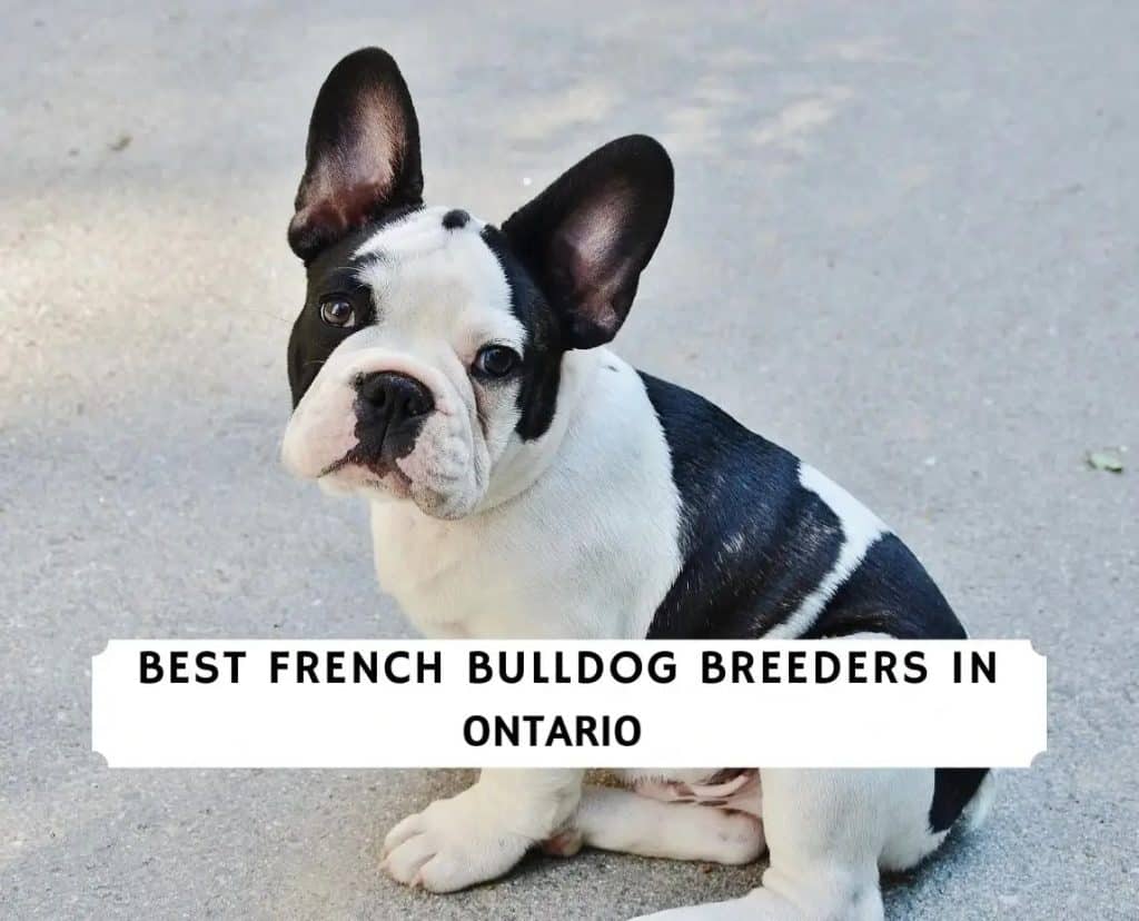 French Bulldog Breeders in Ontario