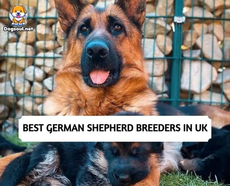 The 9 Best German Shepherd Breeders in UK (2023)