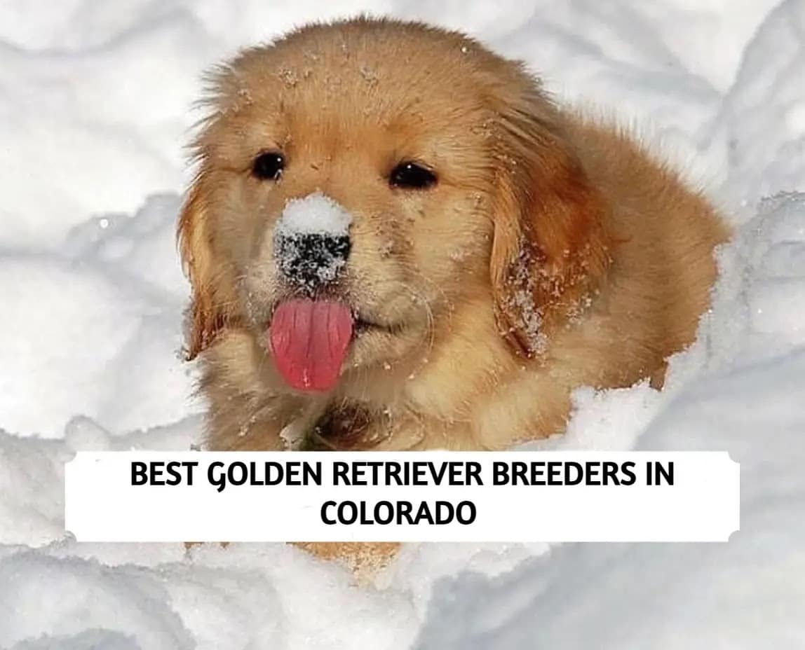 5 Best Golden Retriever Breeders in Colorado (2024)