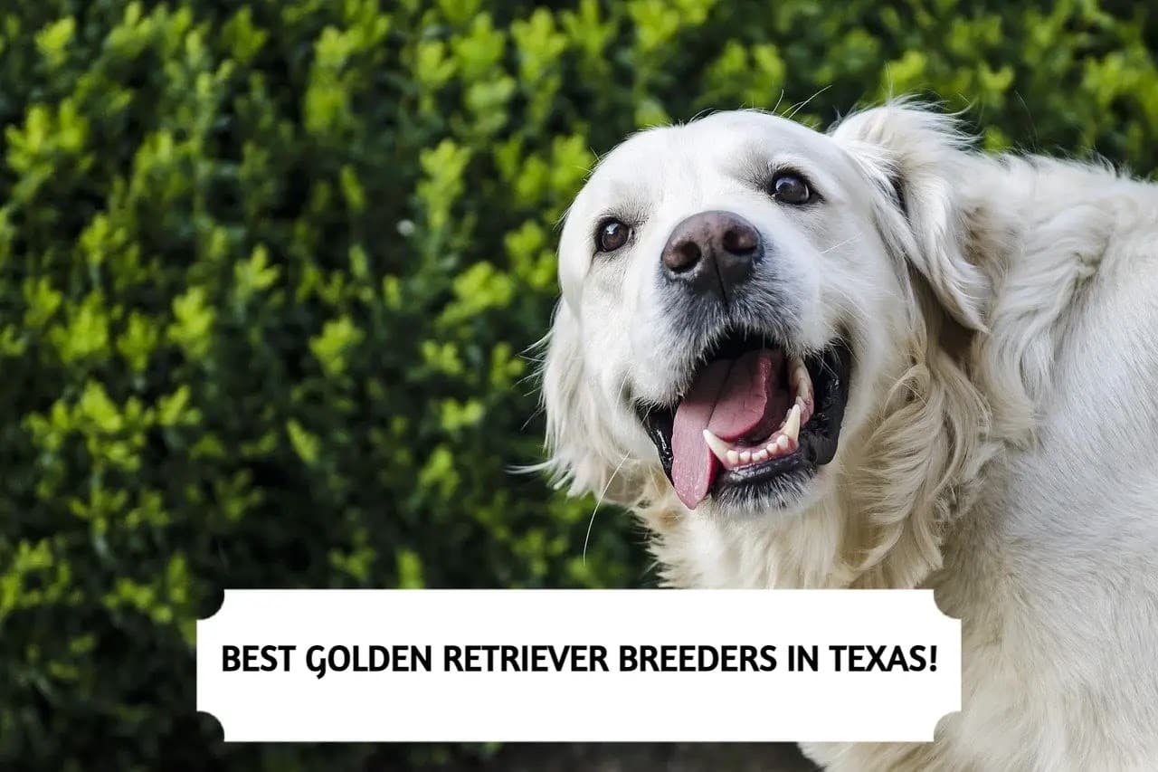 7 Best Golden Retriever Breeders in Texas (2024)