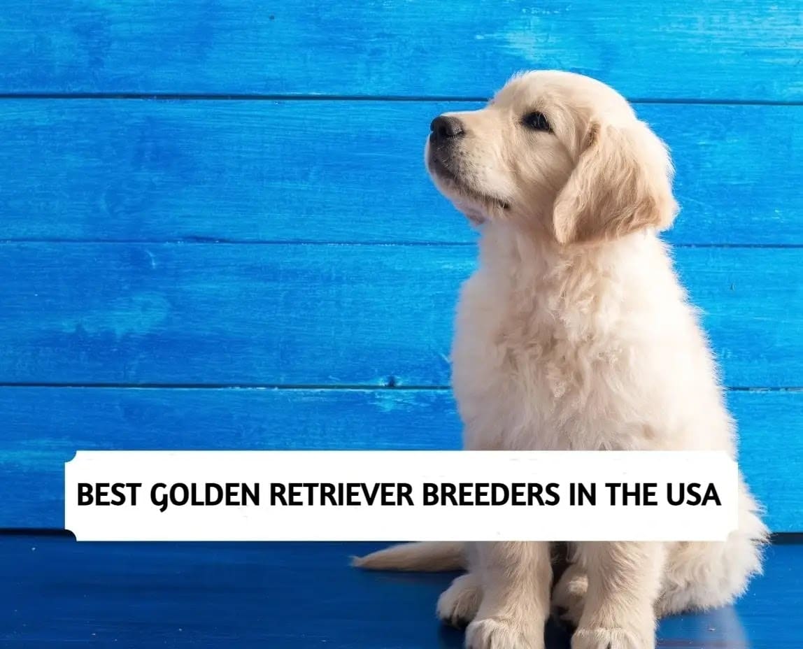 Best Golden Retriever Breeders in the USA (2022)