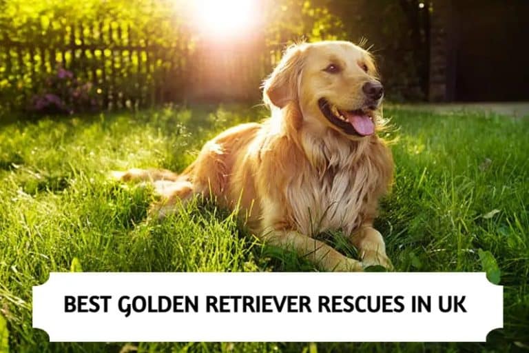 Best Golden Retriever Rescues in UK (2023)