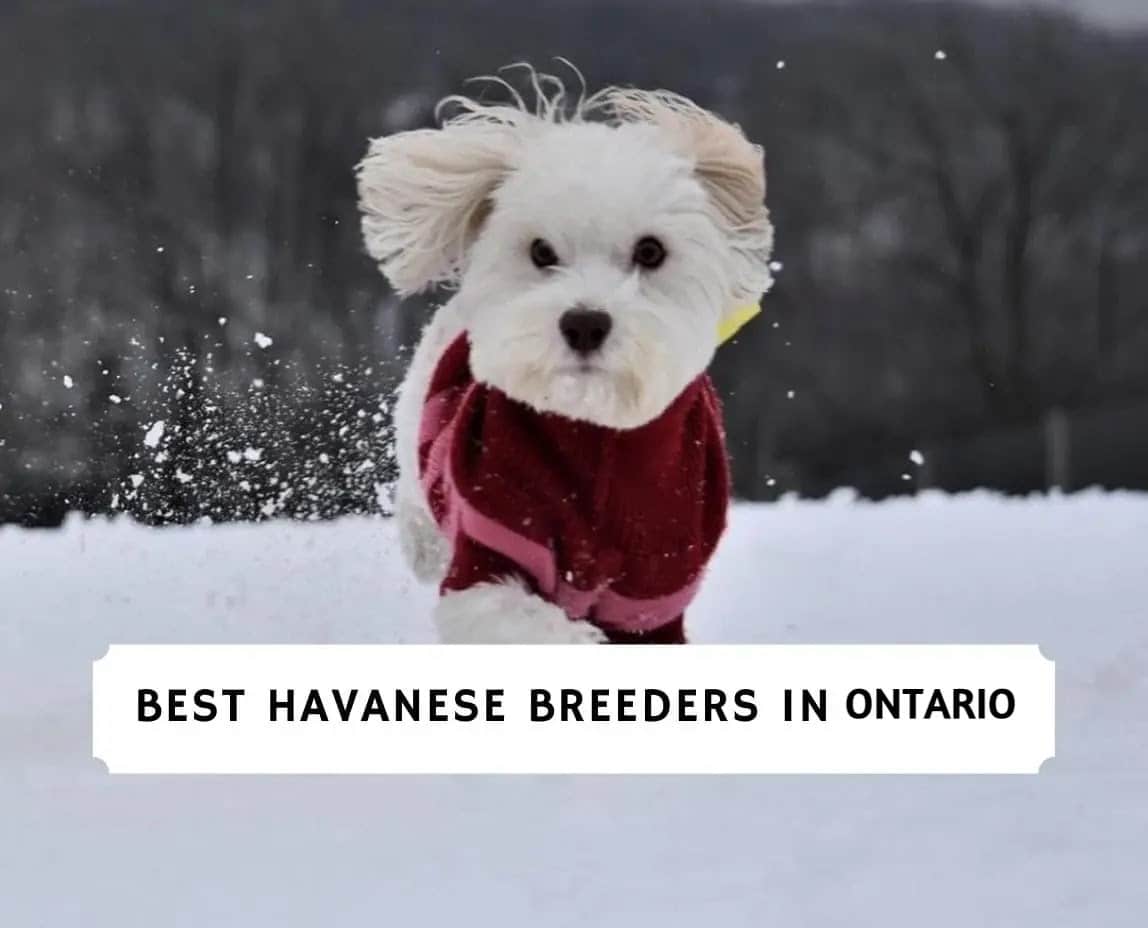 9 Best Havanese Breeders in Ontario! (2024)