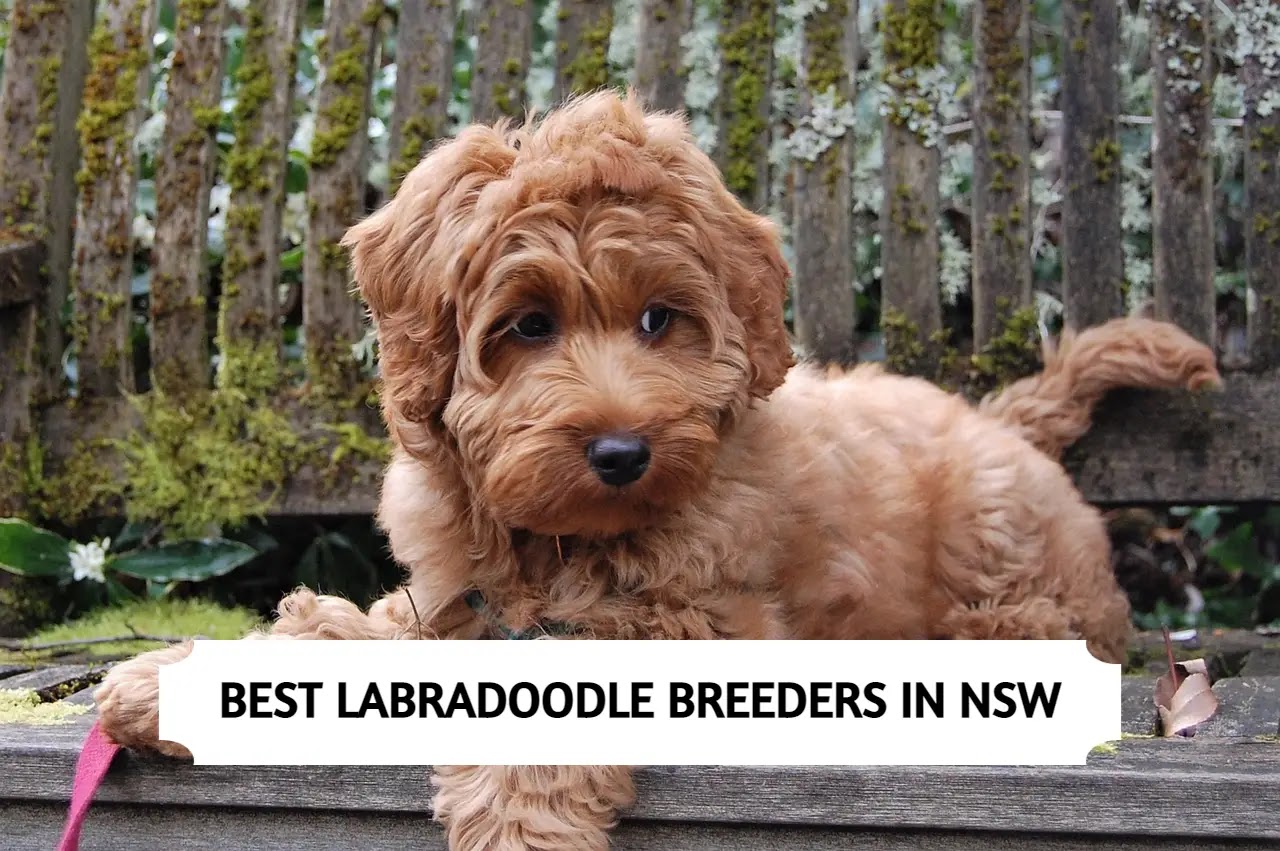 Best Labradoodle Breeders in NSW (2024) Top 6 Picks