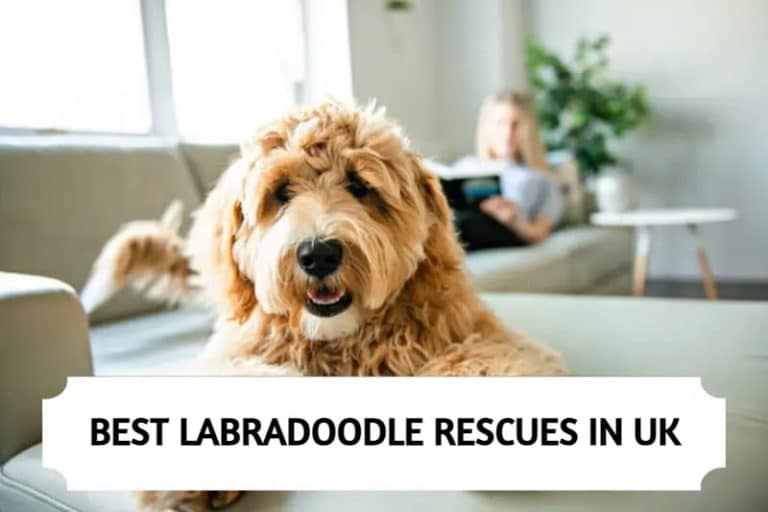 Best Labradoodle Rescues in UK (2024)