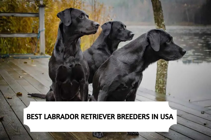 Labradors Retrievers Breeders in USA