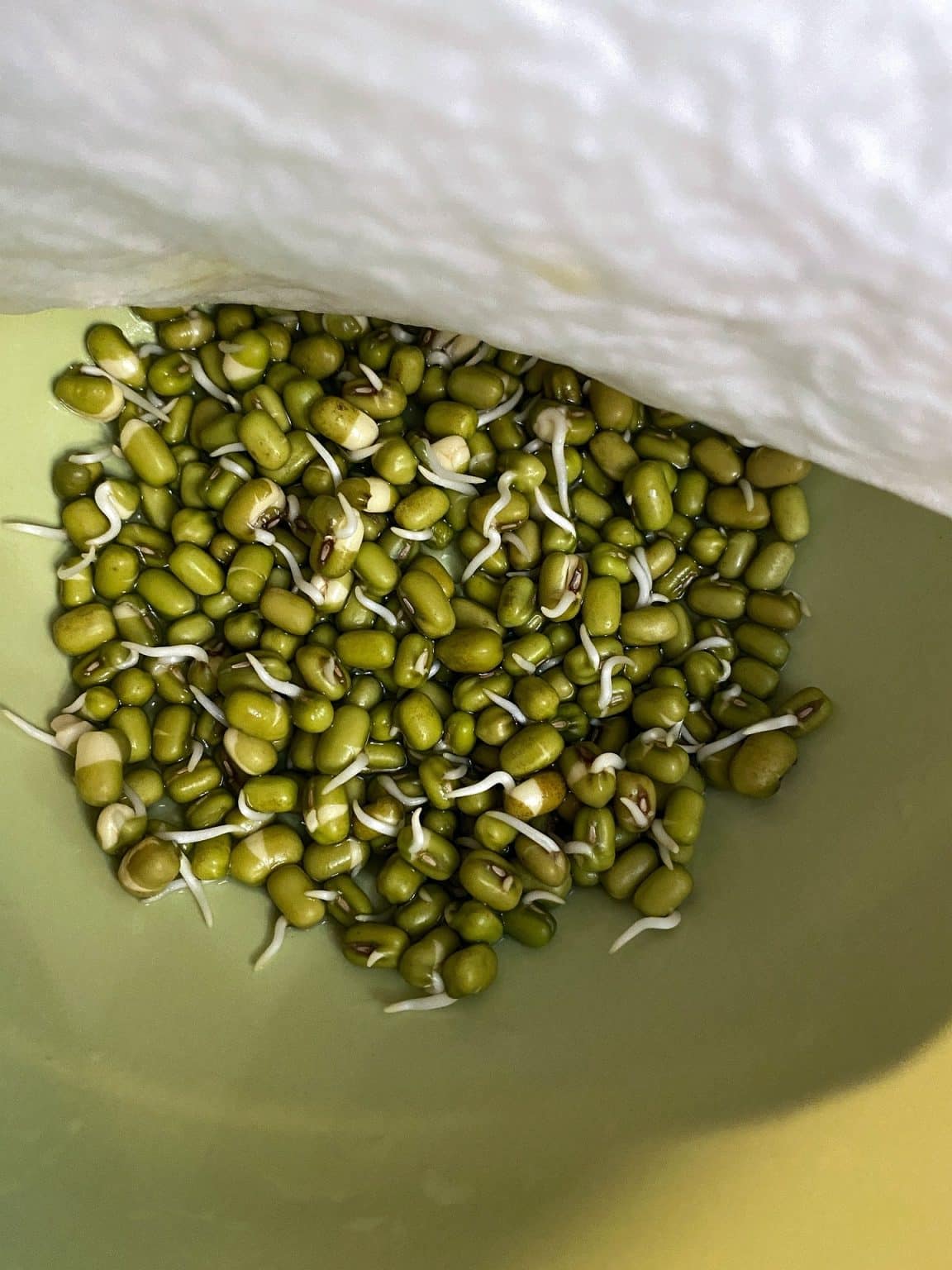 Can Dogs Eat Mung Beans, Also Known As Monggo?