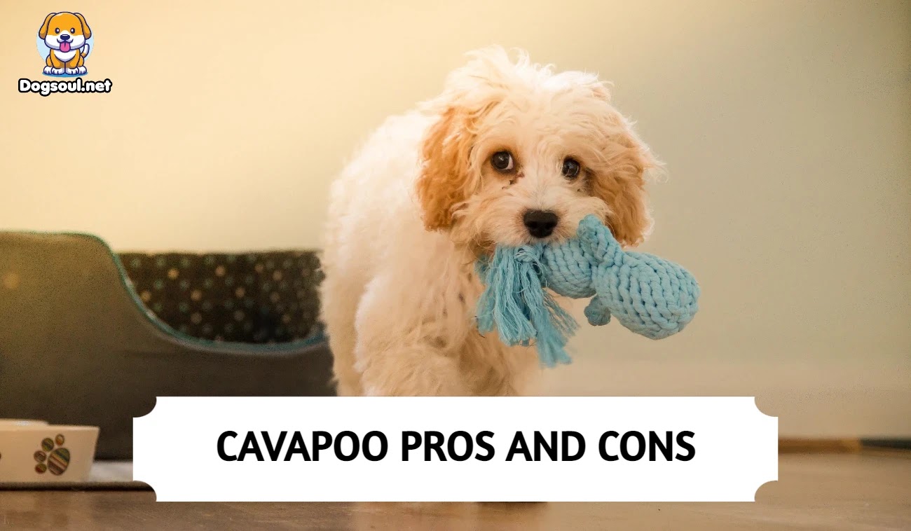 Are Cavapoo The Most Intelligent Dogs
