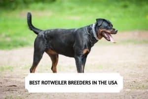 10 Best Rottweiler Breeders in the USA (2025)