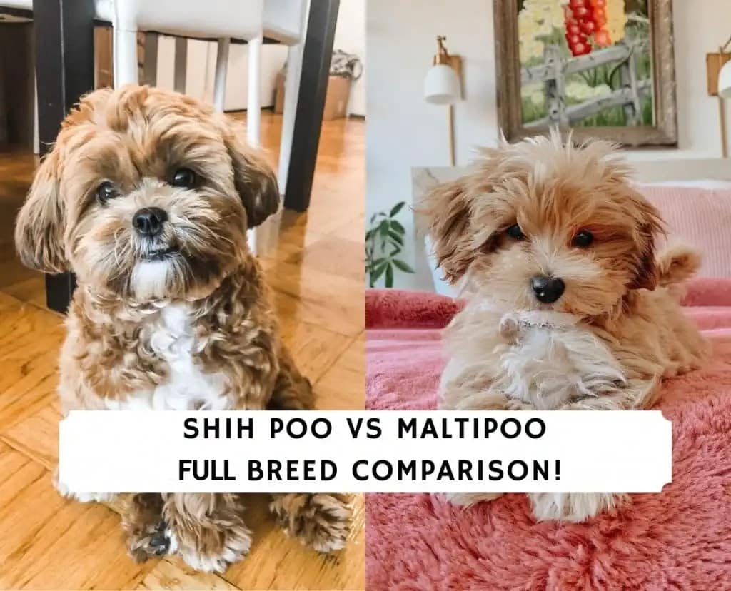 Shih Poo vs Maltipoo