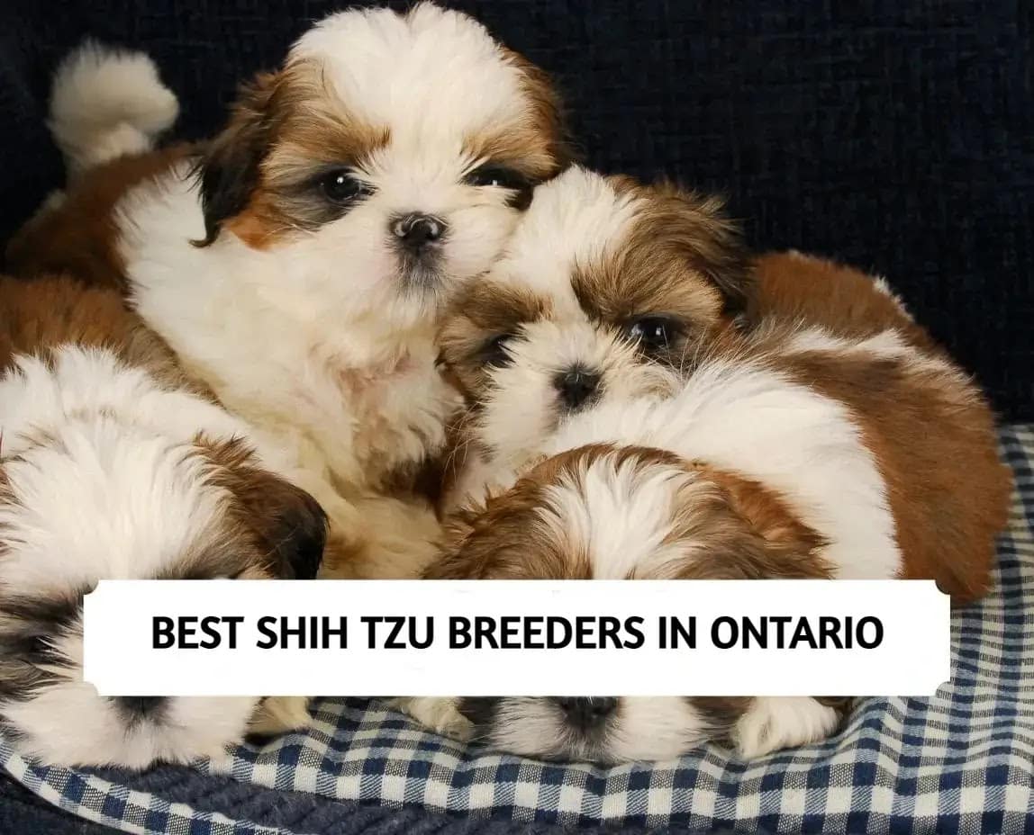 4 Best Shih Tzu Breeders in Ontario (2024)