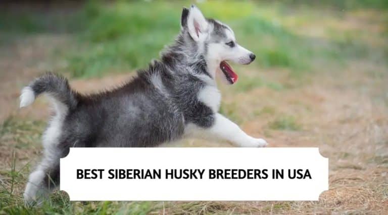 8 Best Siberian Husky Breeders in the USA (2025)
